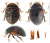 Scymnus marginalis